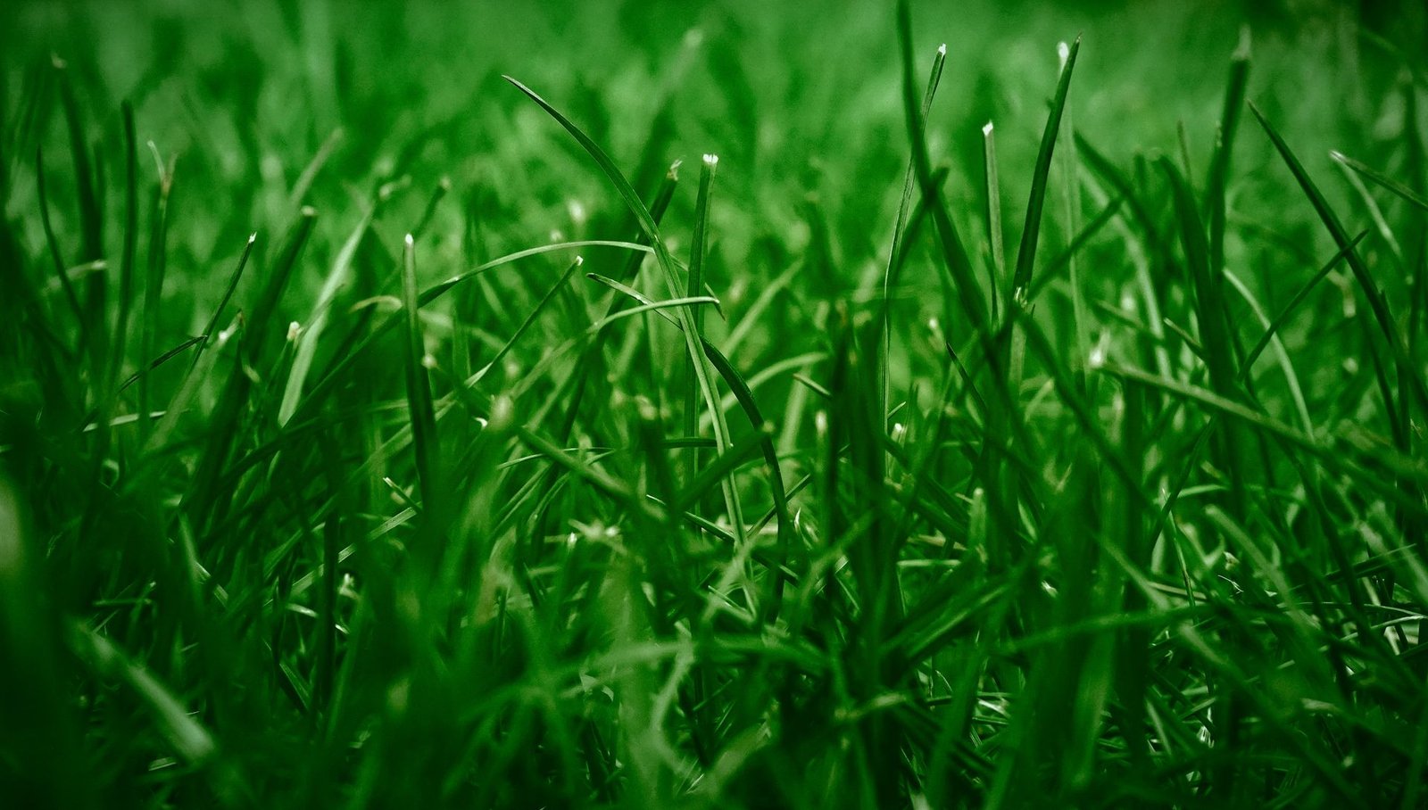 Newly seeded lush lawn — New Lawn Installation