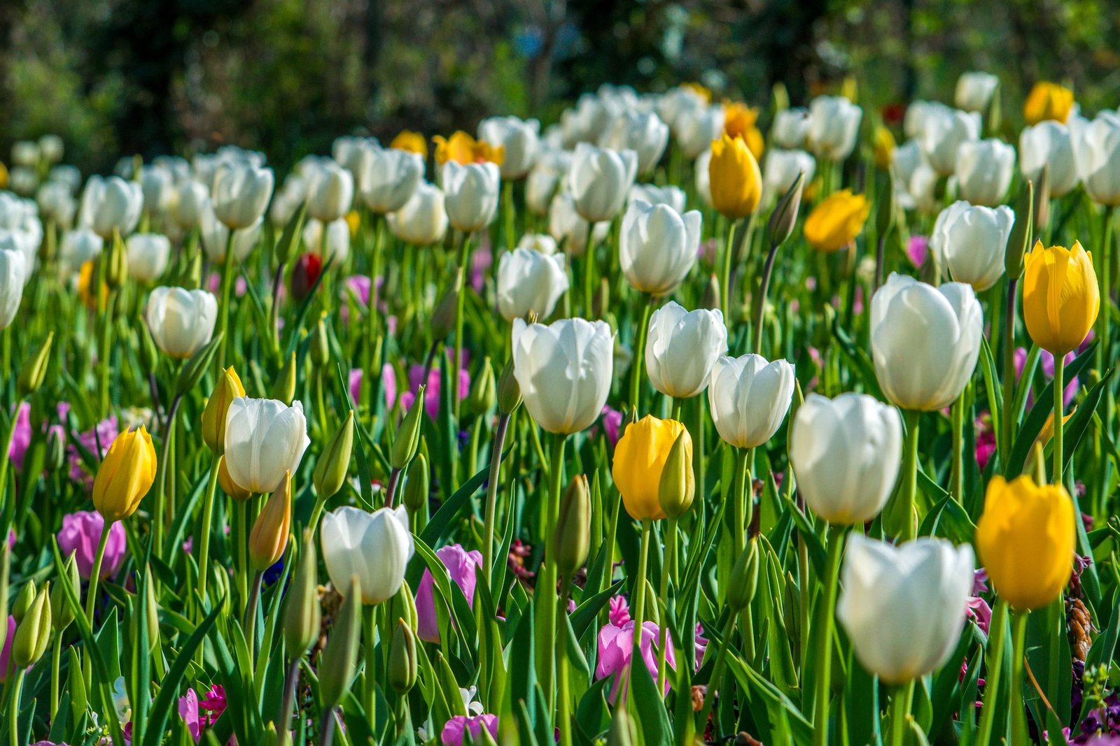 Refreshed garden beds in spring — Spring/Fall Cleanups